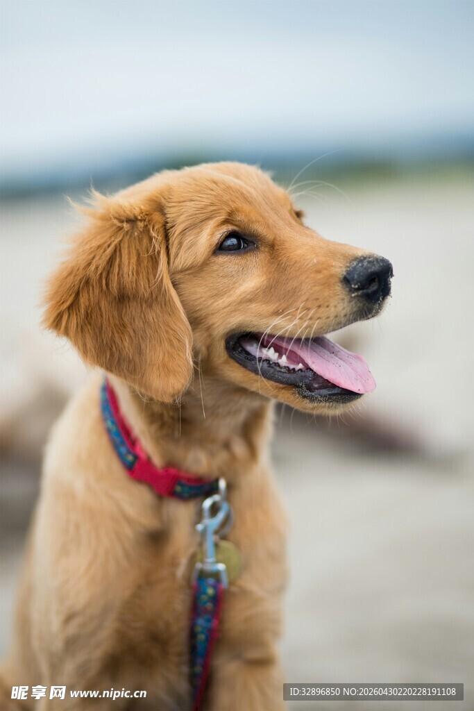 沙滩上的可爱金毛犬