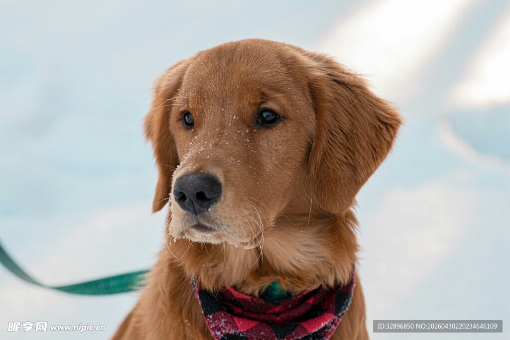 可爱金毛犬佩戴彩色围巾
