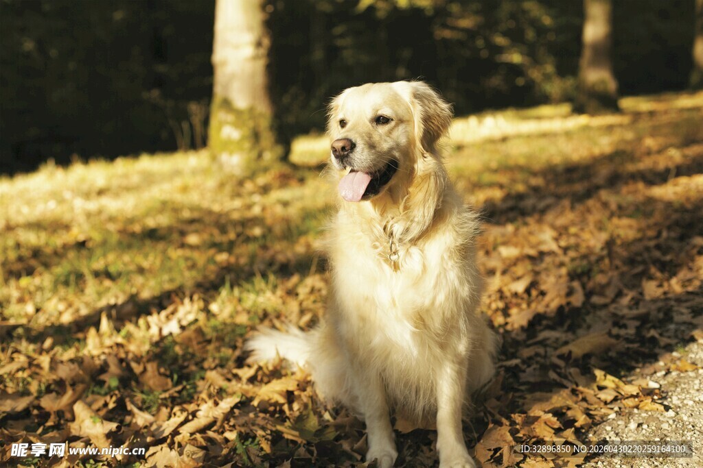 秋日里坐着的可爱金毛犬