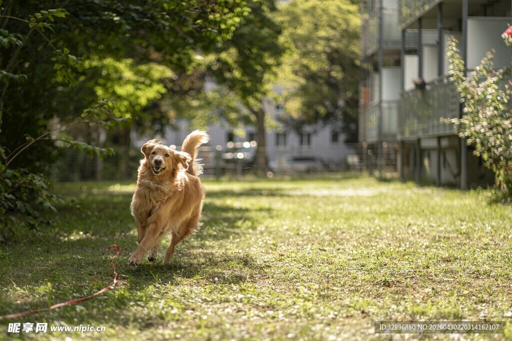阳光下奔跑的金毛犬