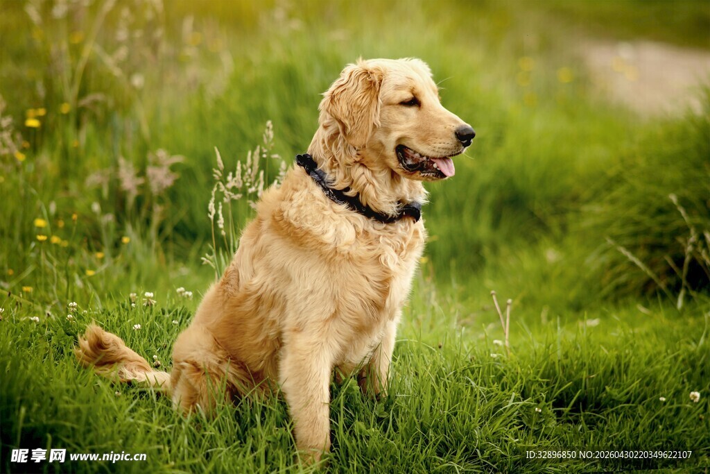草地上的金毛犬
