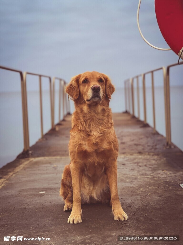 桥上独坐的金毛犬