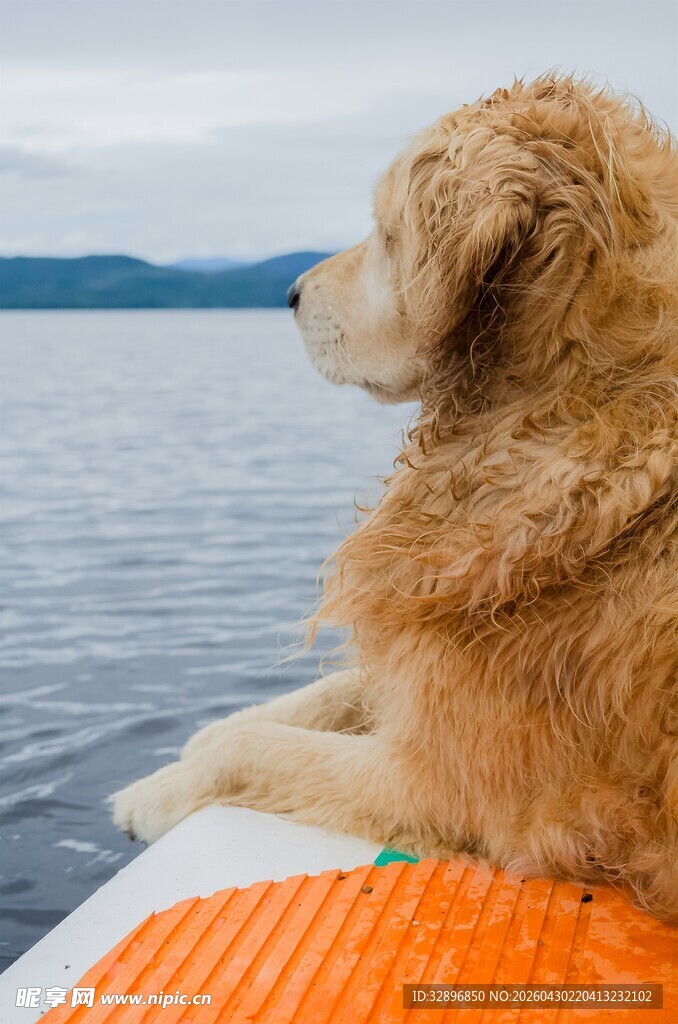 金毛犬惬意坐于水上浮板