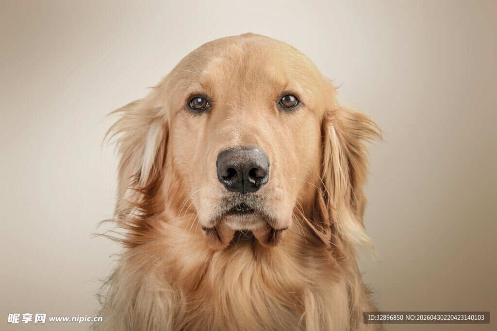 温顺金毛犬特写