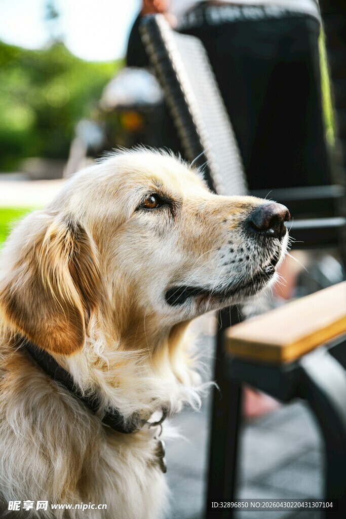 户外可爱金毛犬的凝望