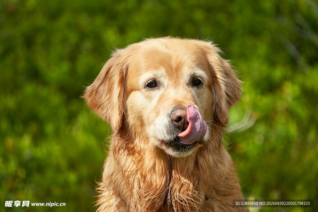 吐舌金毛犬的可爱瞬间