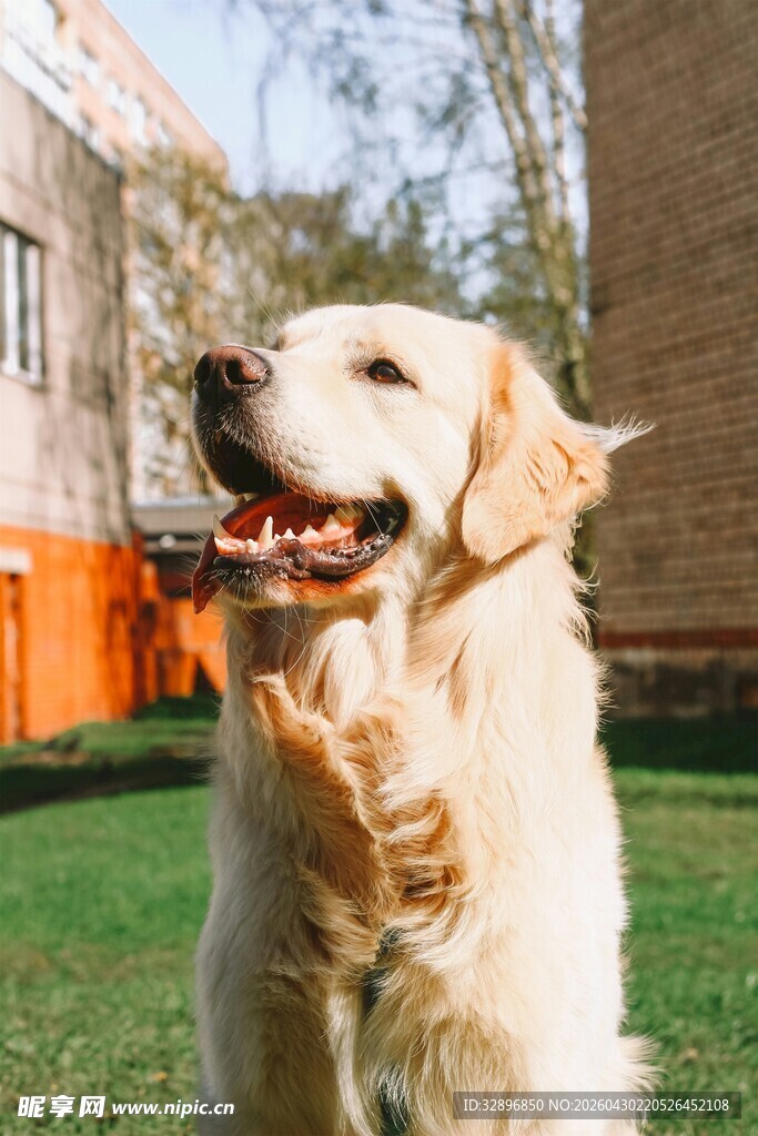 阳光下的金毛犬