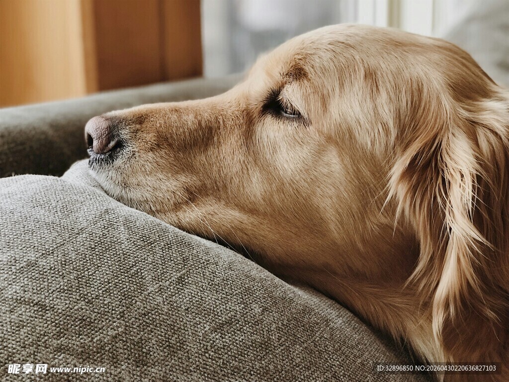 趴在沙发上的金毛犬