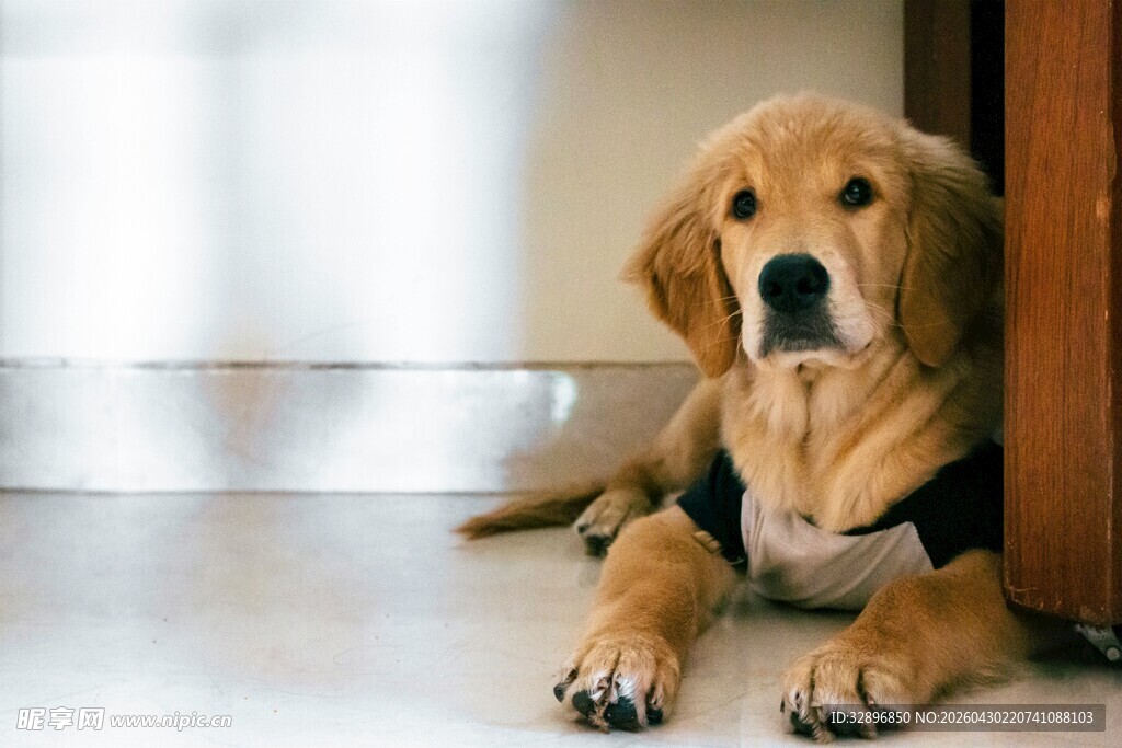 可爱金毛犬安静趴地