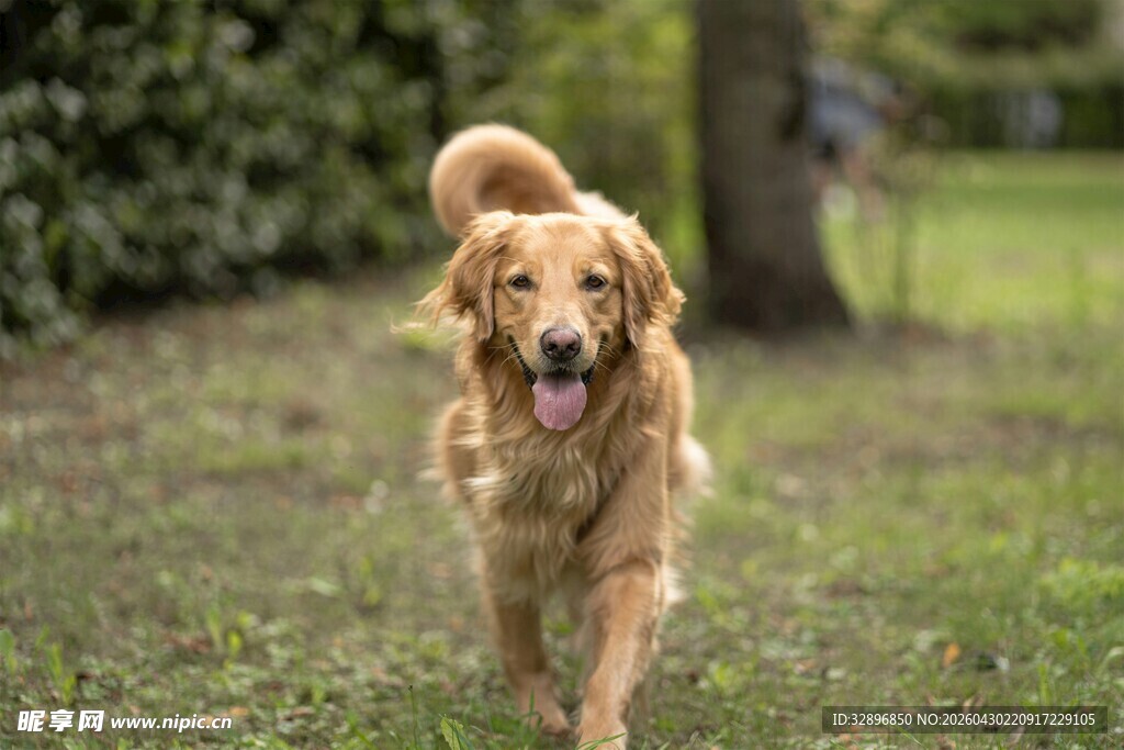 奔跑的金毛犬