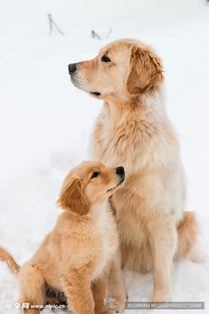 雪地中依偎的大小金毛犬