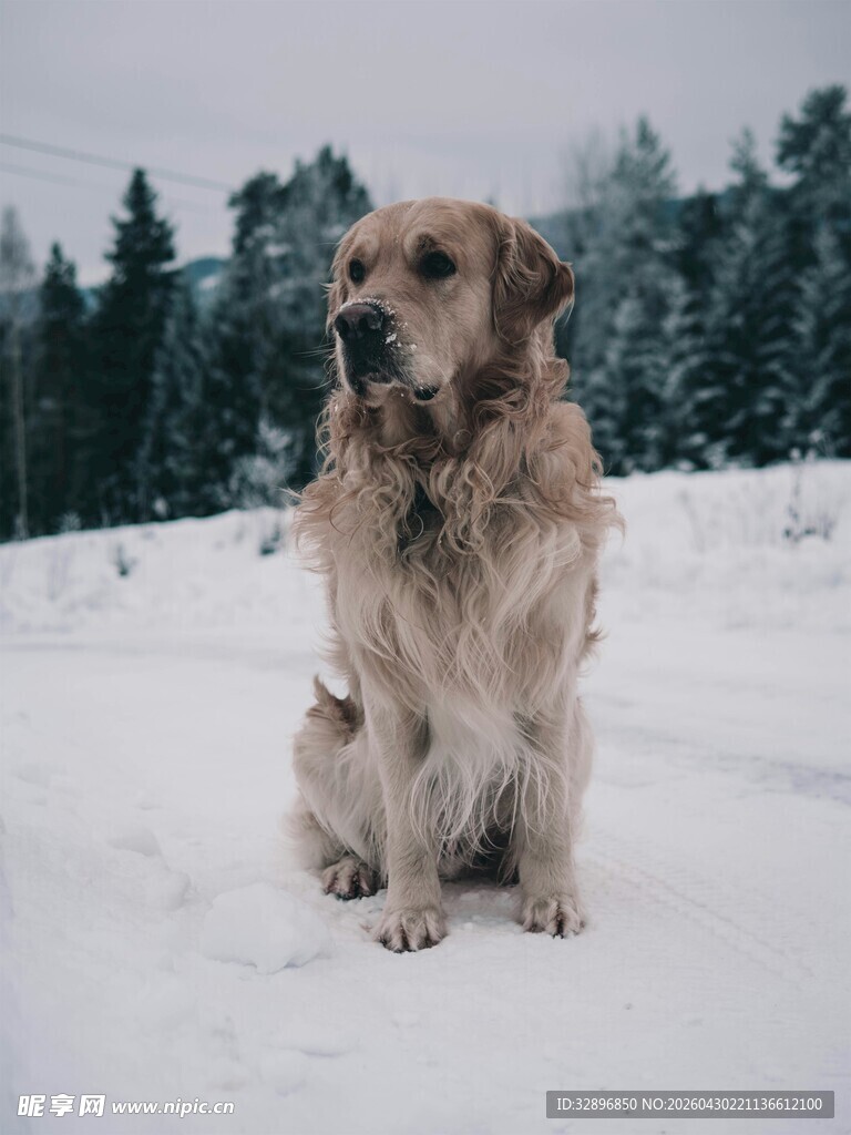 雪地中的金毛犬