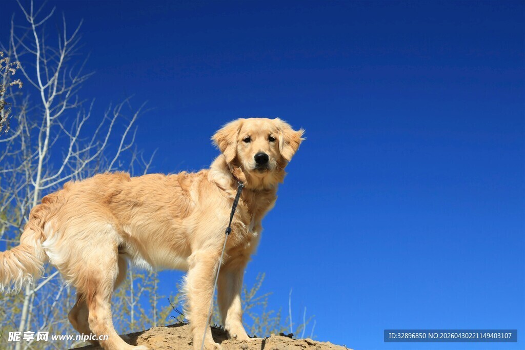 金毛犬立于蓝天之下
