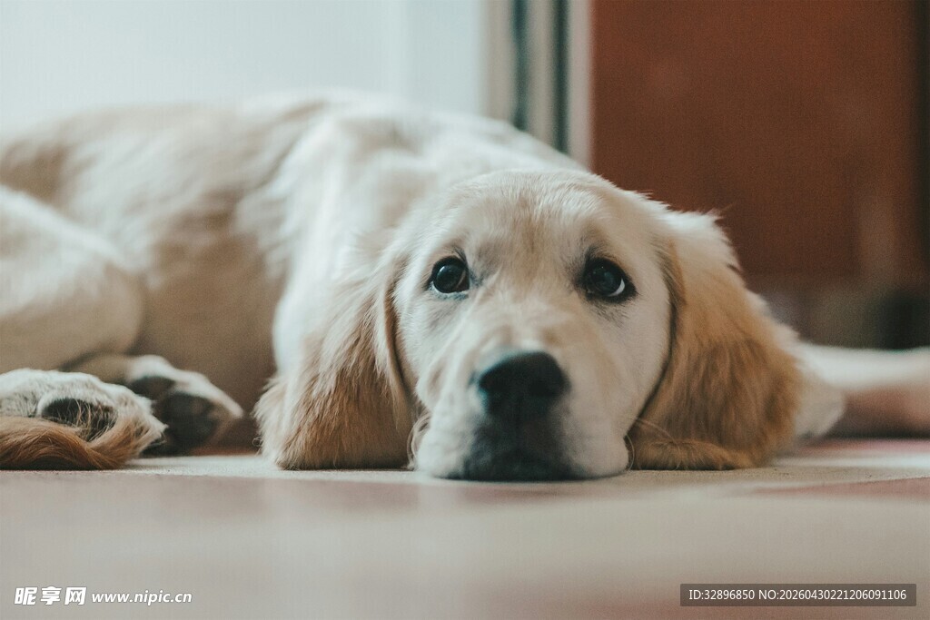 趴着的金毛犬