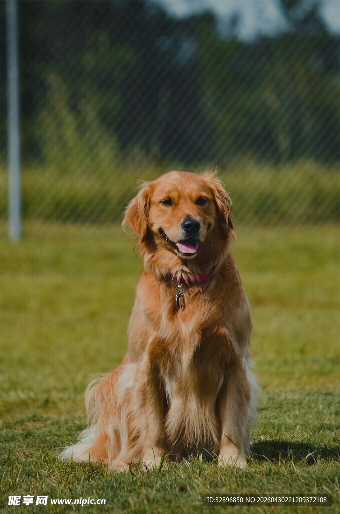 阳光下的金毛犬