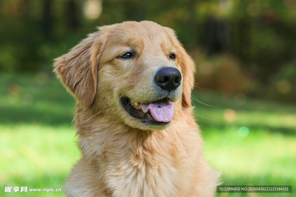 阳光下的金毛犬