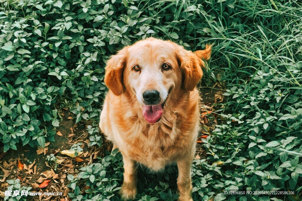 草地上的可爱金毛犬