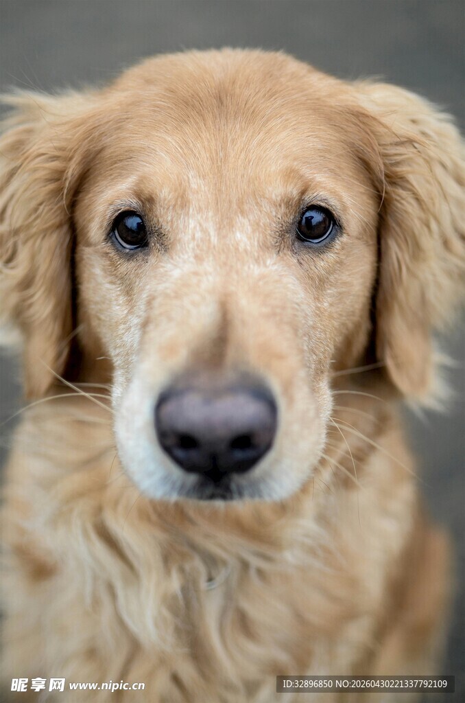 可爱金毛犬的特写