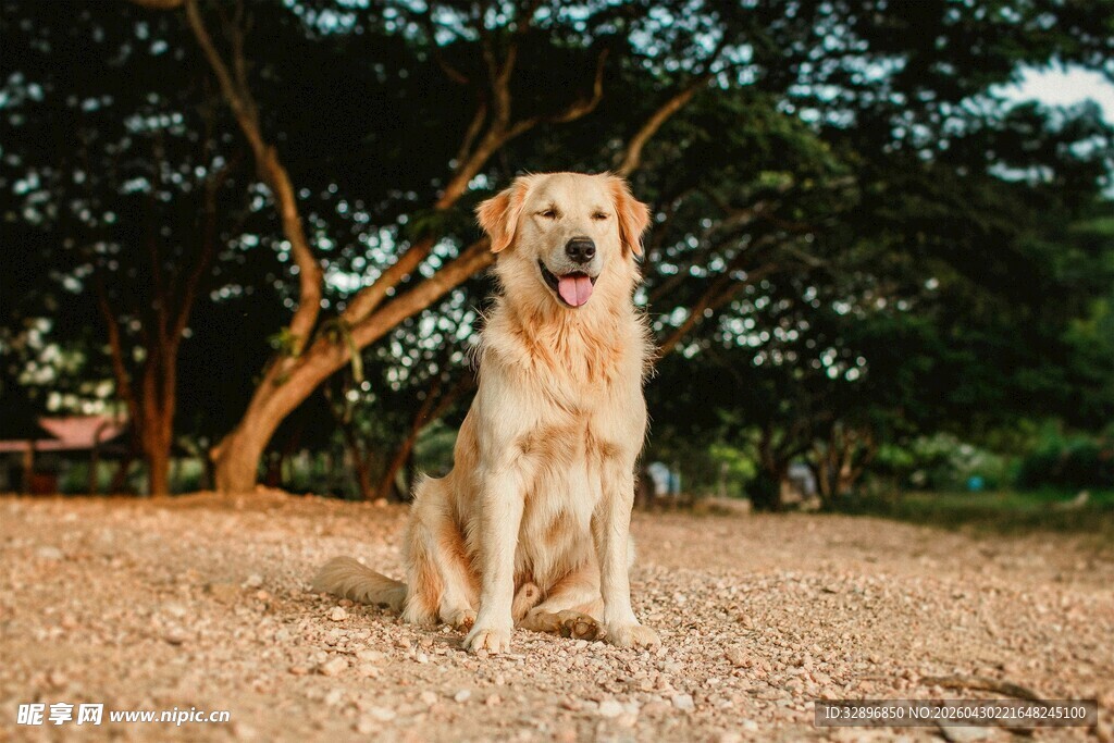 阳光下的金毛犬