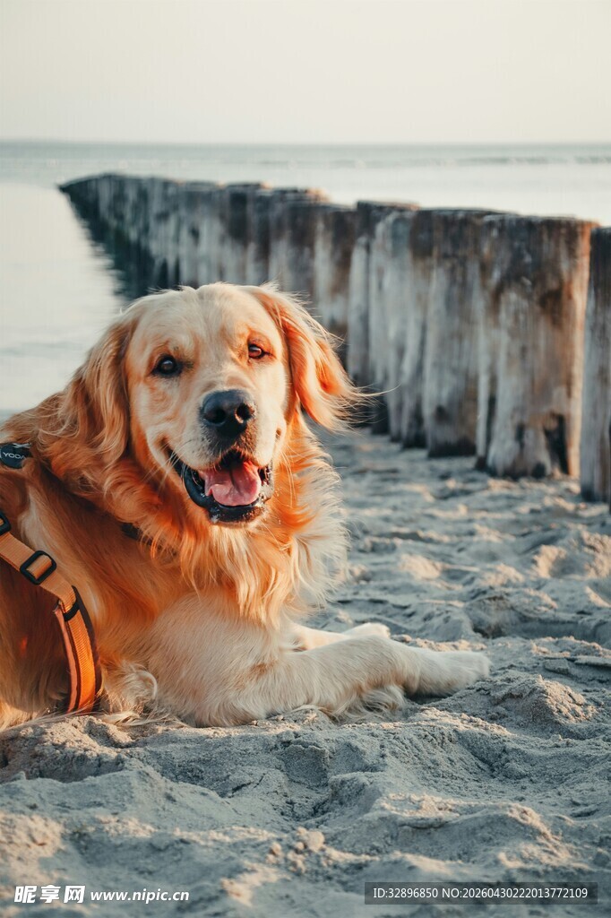 沙滩上的快乐金毛犬
