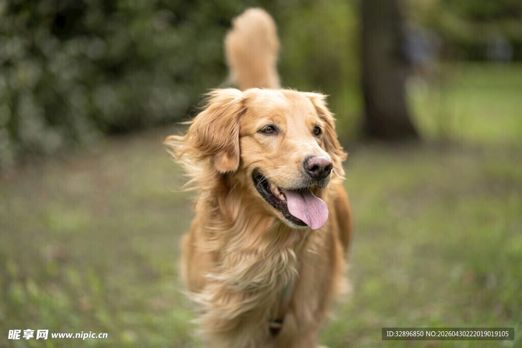 奔跑的金毛犬