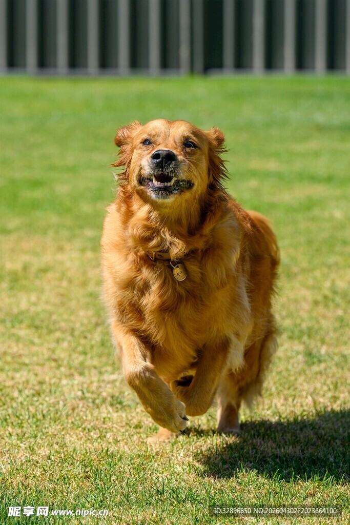 奔跑的金毛犬
