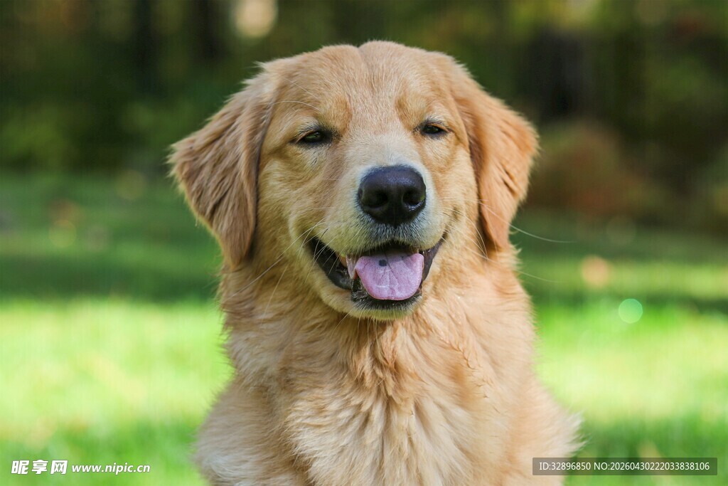 阳光下的可爱金毛犬