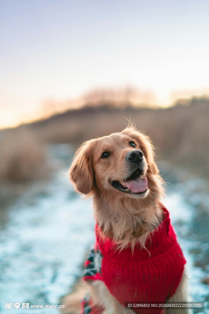 穿红衣的快乐金毛犬