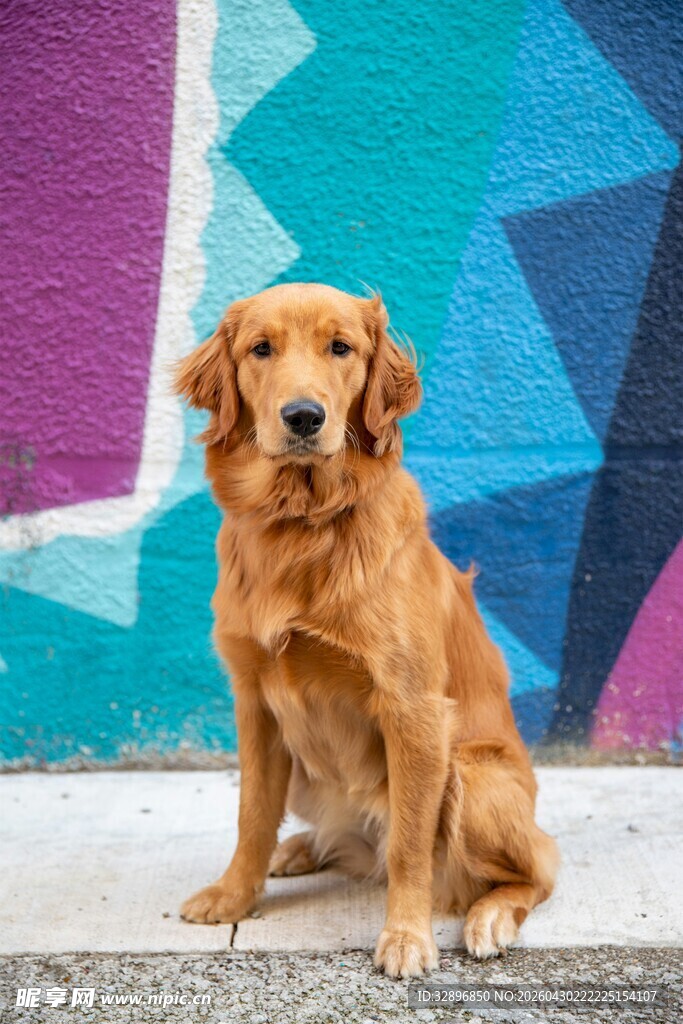 金毛犬坐于多彩墙前