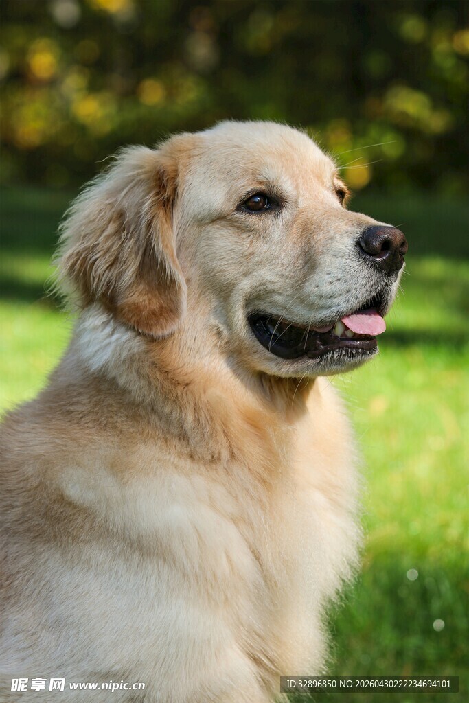 阳光下的金毛犬