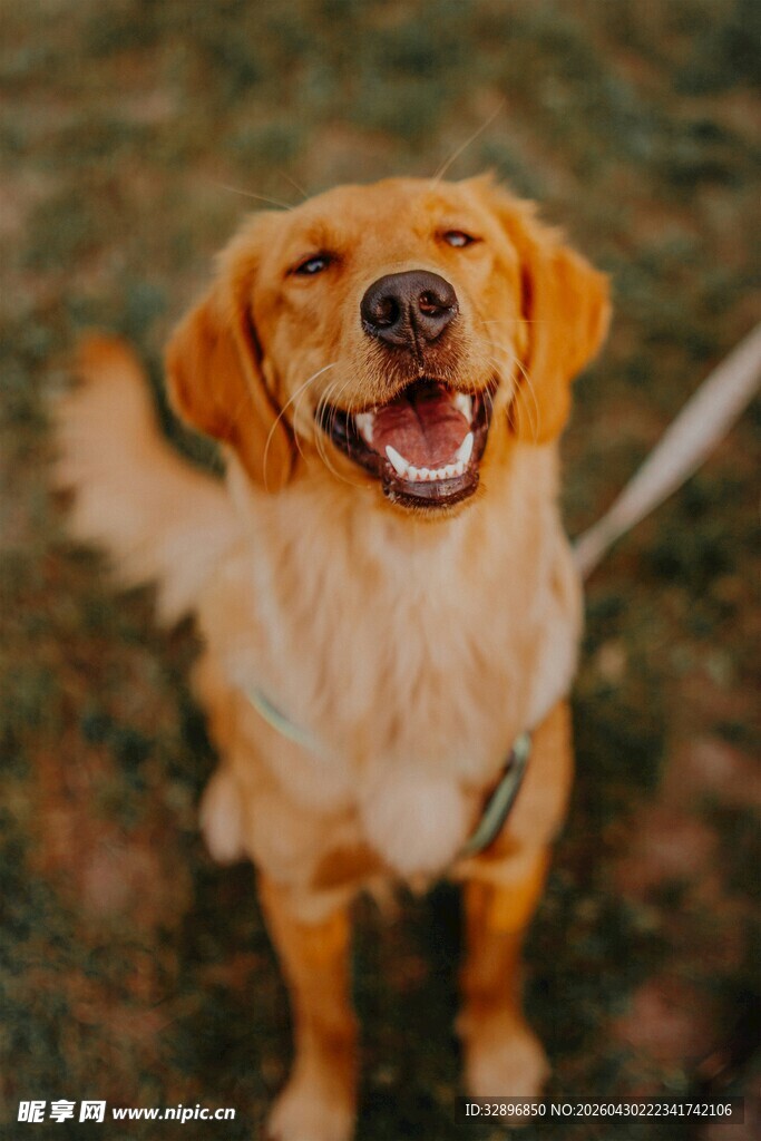 可爱金毛犬张嘴露笑