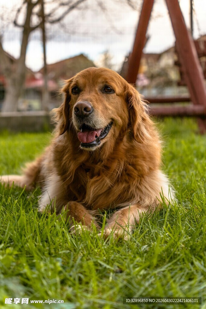 金毛犬惬意躺于绿草地上