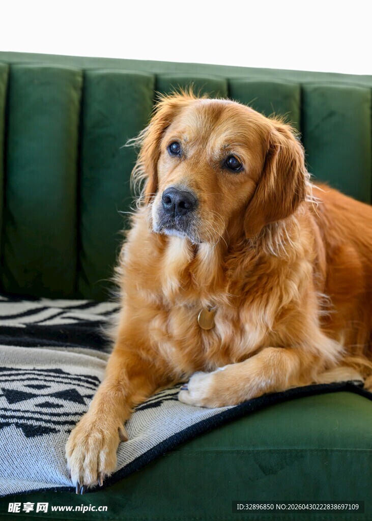 沙发上的金毛犬