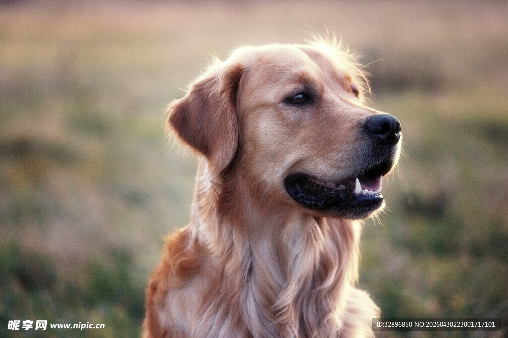 阳光下的金毛犬