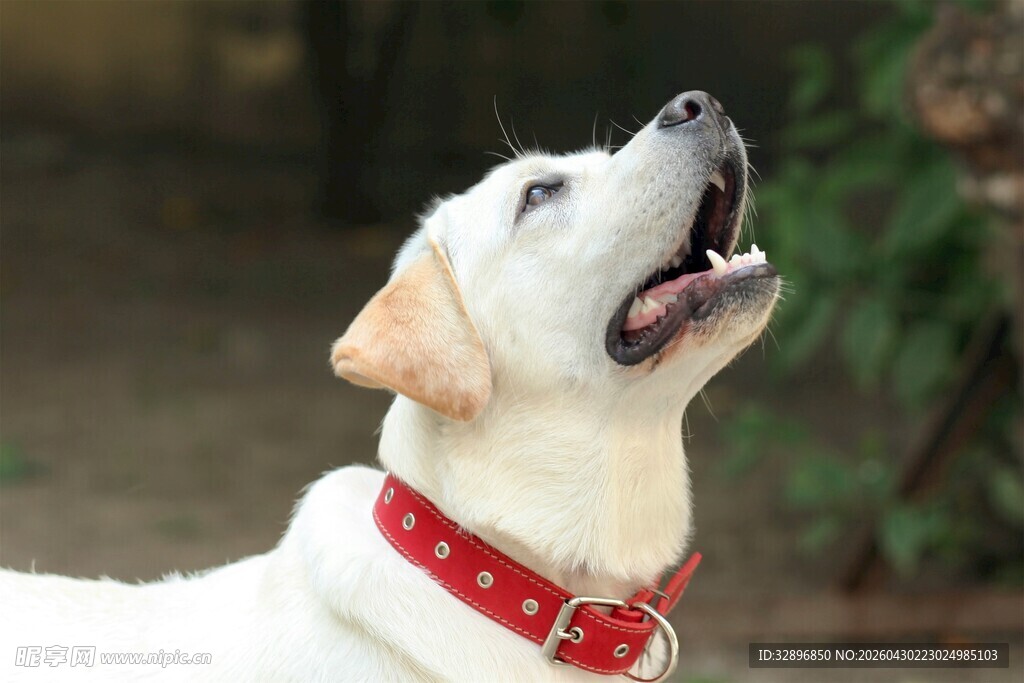 仰头的可爱拉布拉多犬
