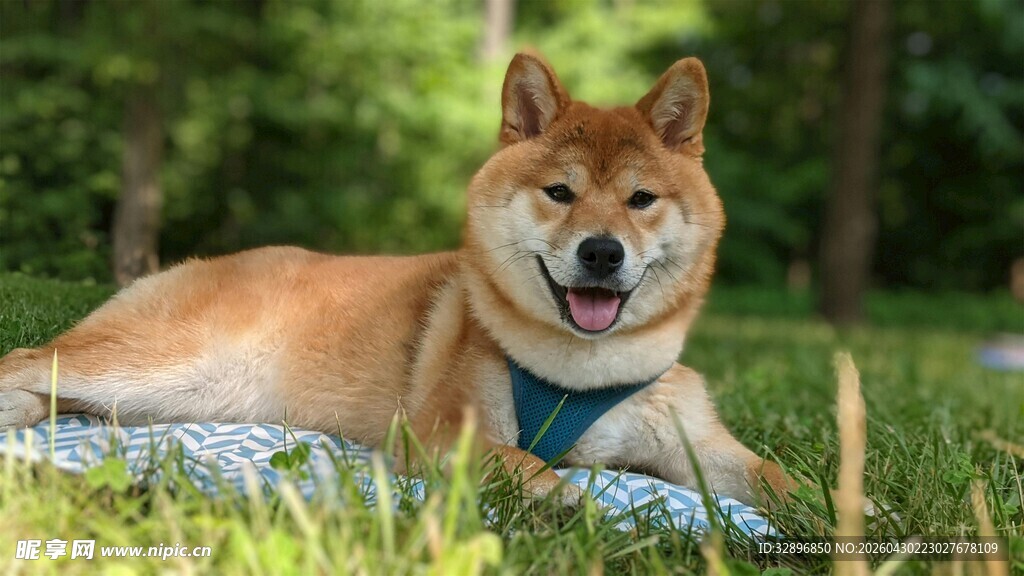 草地上惬意躺卧的柴犬