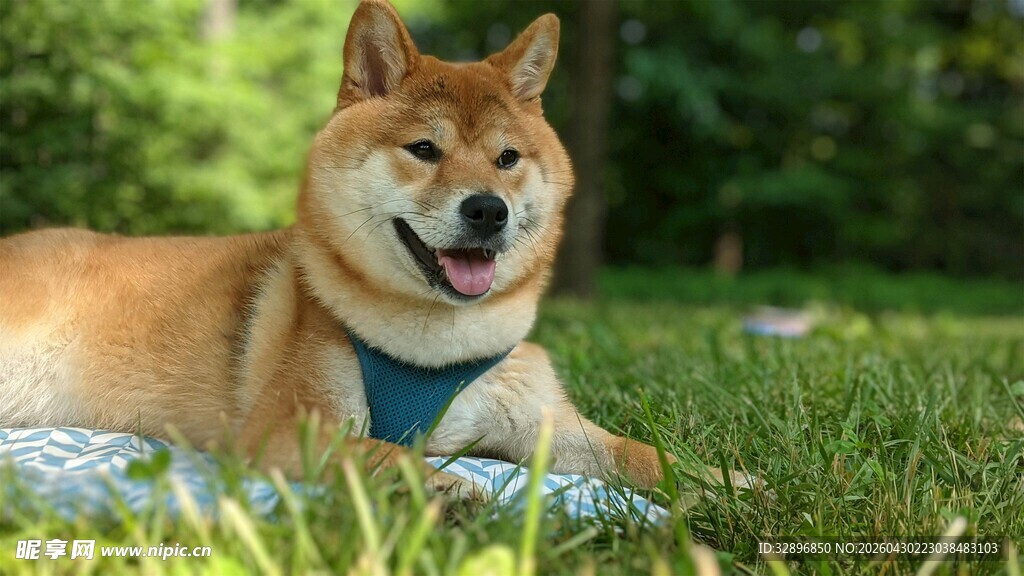 草地上惬意的柴犬