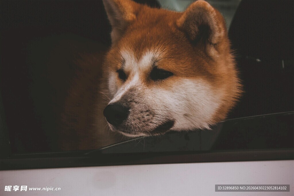 窗边的柴犬