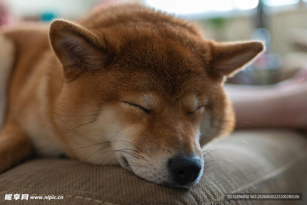 熟睡的柴犬