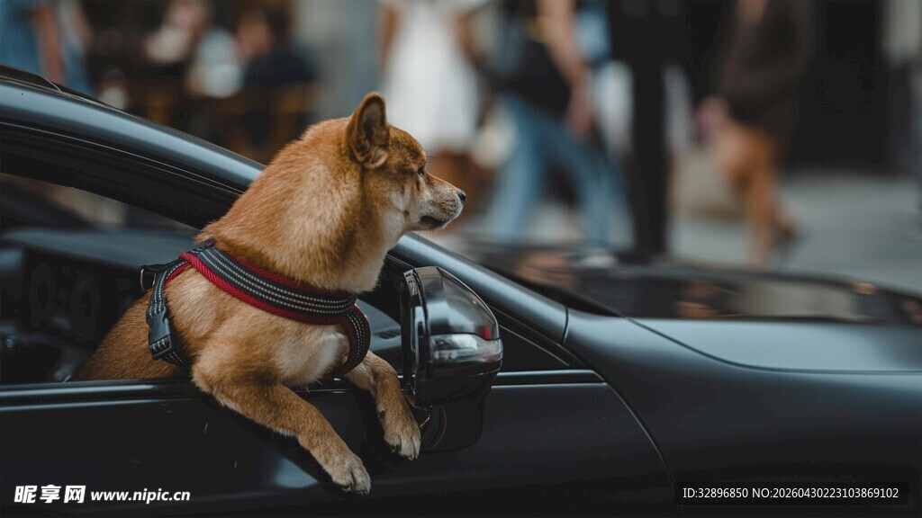 小狗探身车窗外超可爱
