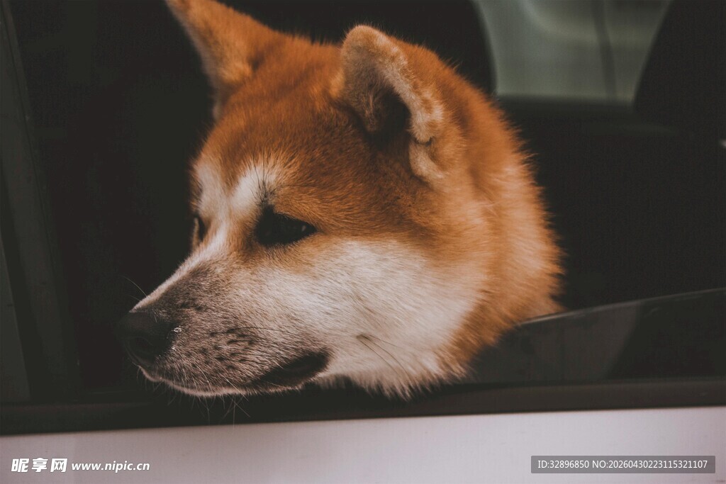 窗边的柴犬