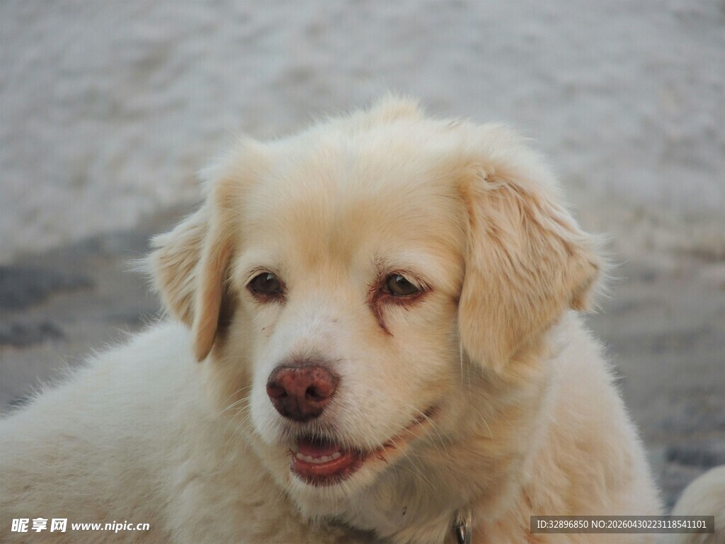 可爱金毛犬