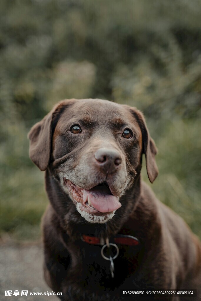 可爱巧克力色拉布拉多犬