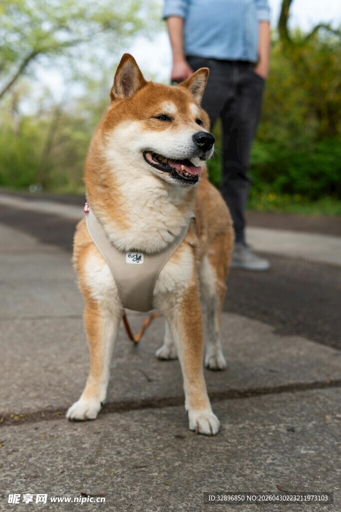 户外站立的可爱柴犬
