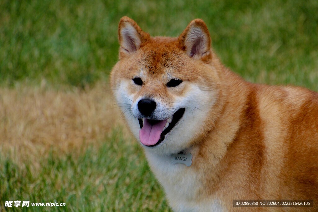 草地上微笑的柴犬