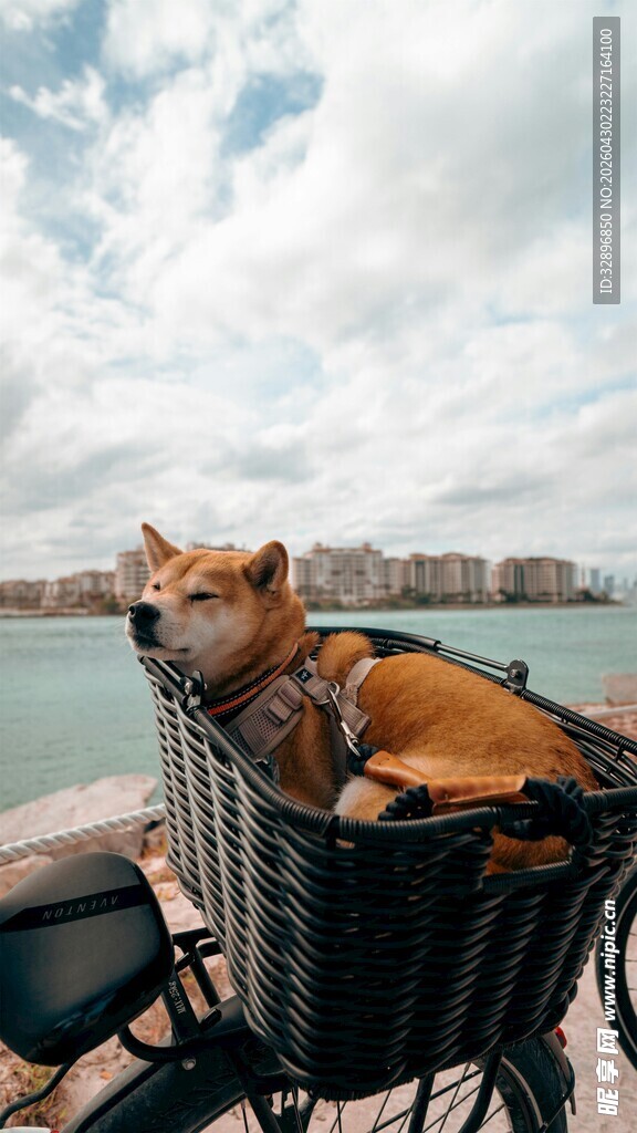 骑车篮中惬意小狗