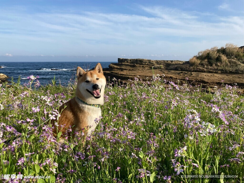 花海中的可爱柴犬