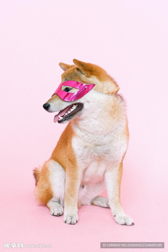 戴粉色眼罩的可爱柴犬