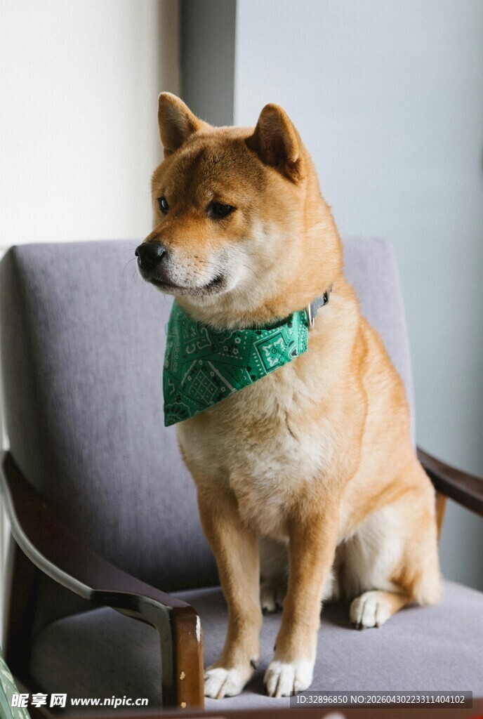 戴绿围巾的可爱柴犬