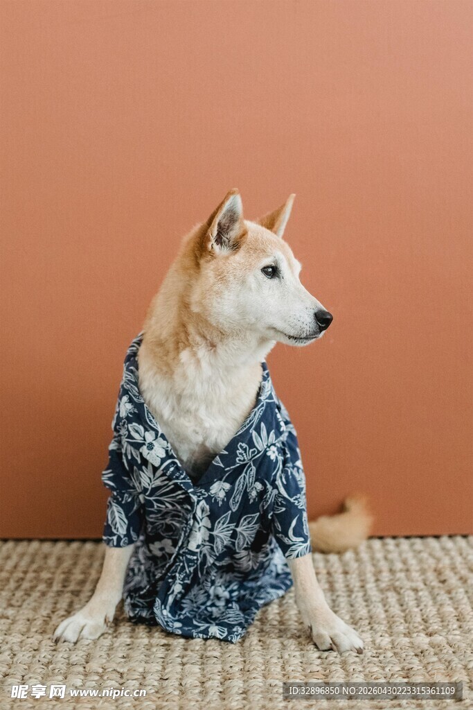 穿着花衣服的可爱柴犬